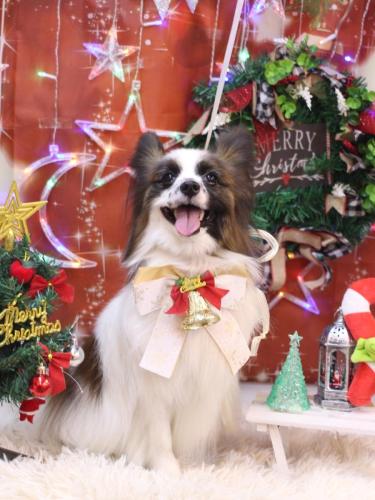 20231224マリーちゃん